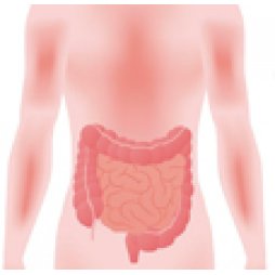 Permeabilidad intestinal y metabolismo